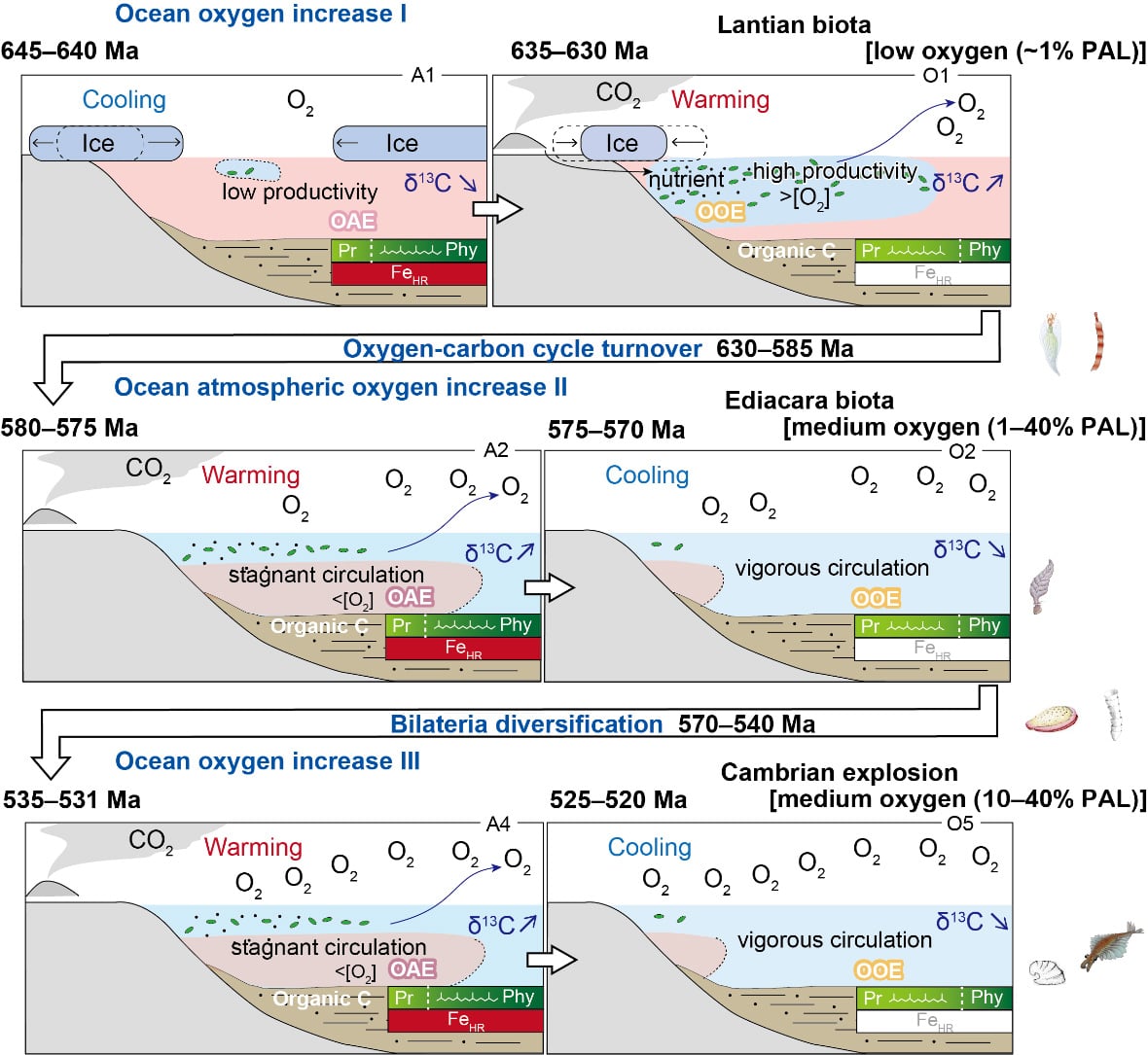 図：約6億5000万年前～約5億年前にかけての低緯度大陸棚における大気・海洋の酸化還元サイクルモデル