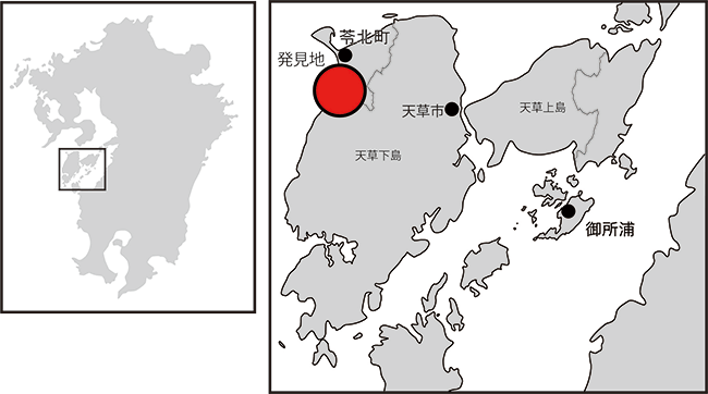 図２ 化石の発見地：熊本県天草郡苓北町（図中の丸印）