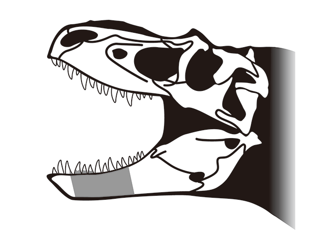 図４ 発見された化石のおよその位置（左右の歯骨はグレーの部位に相当）