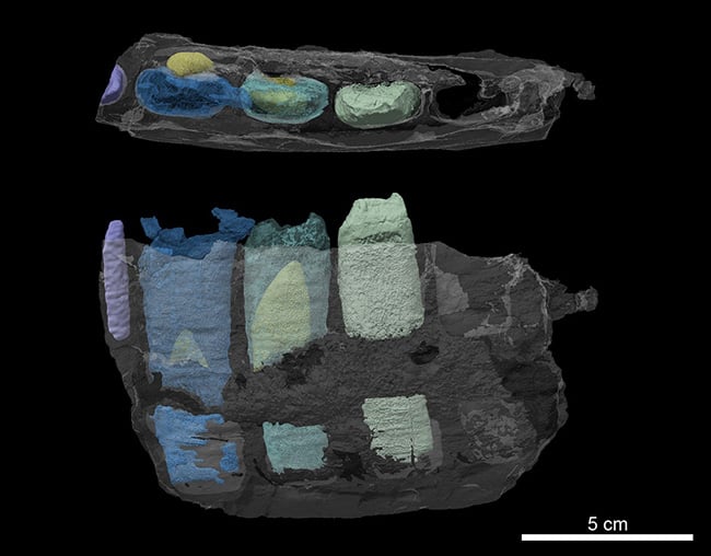 図５ CT画像から復元した左歯骨の内部