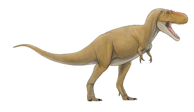 図７ ティラノサウルス科の獣脚類