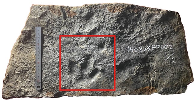 イグアノドン類幼体の足跡化石／凹型