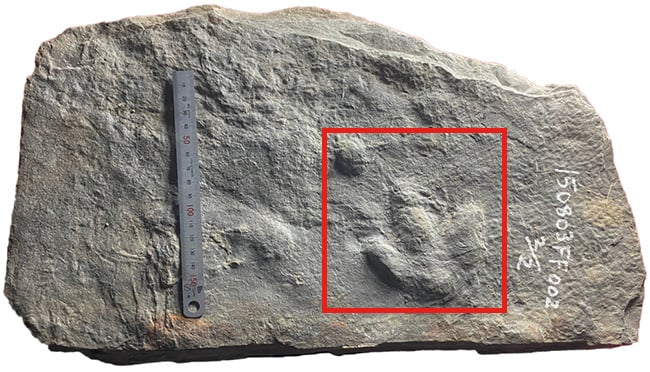 イグアノドン類幼体の足跡化石／凸型
