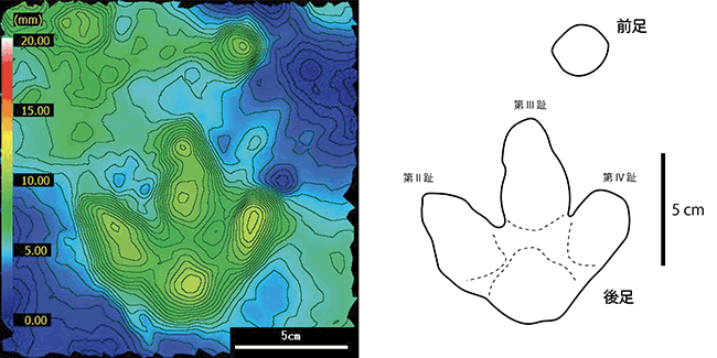 左：凹型足印の3D解析図，右：同足印の輪郭図