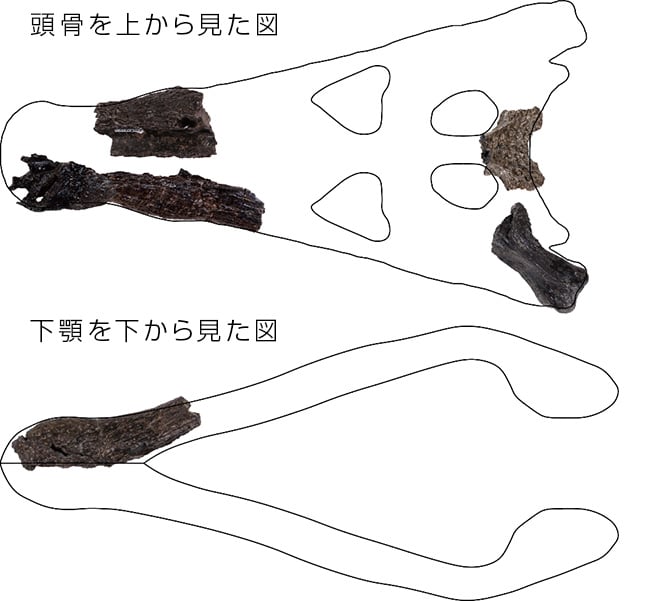 頭骨を上から見た図／下顎を下から見た図