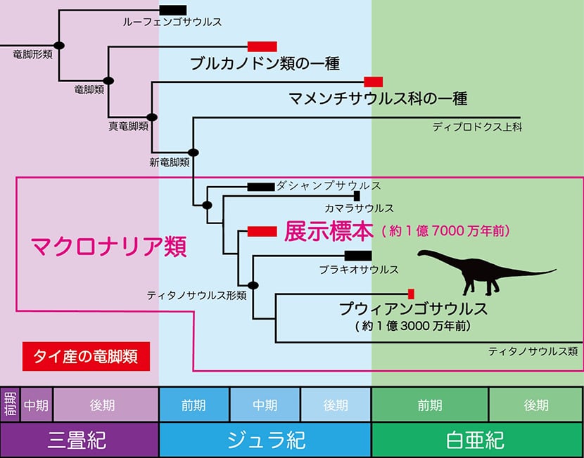 図４ 竜脚類の系統図