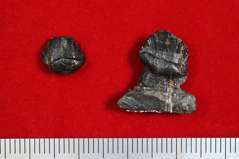 図1　新たに発見された長崎市産出の鎧竜類歯化石