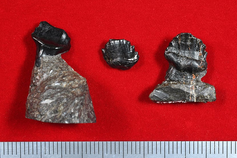 図4 発見された化石の部位の図説