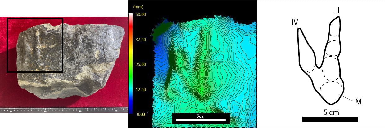 図1　北谷層から産出したベロキラプトリクヌスの一種