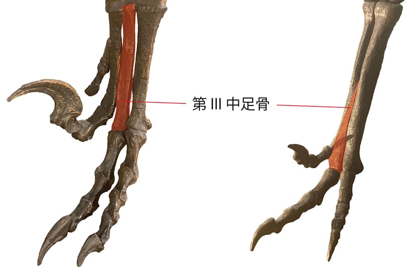 図2　ドロマエオサウルス科デイノニクス（左）とトロオドン科ステノニコサウルス（右）の足部骨格