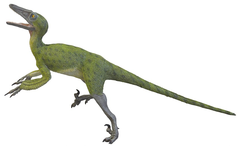 図3　前期白亜紀のトロオドン科シノベナートルの生体復元模型（参考／模型制作：荒木一成）