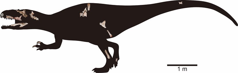 図6. 脳函を含むシャムラプトルの化石とそのシルエット