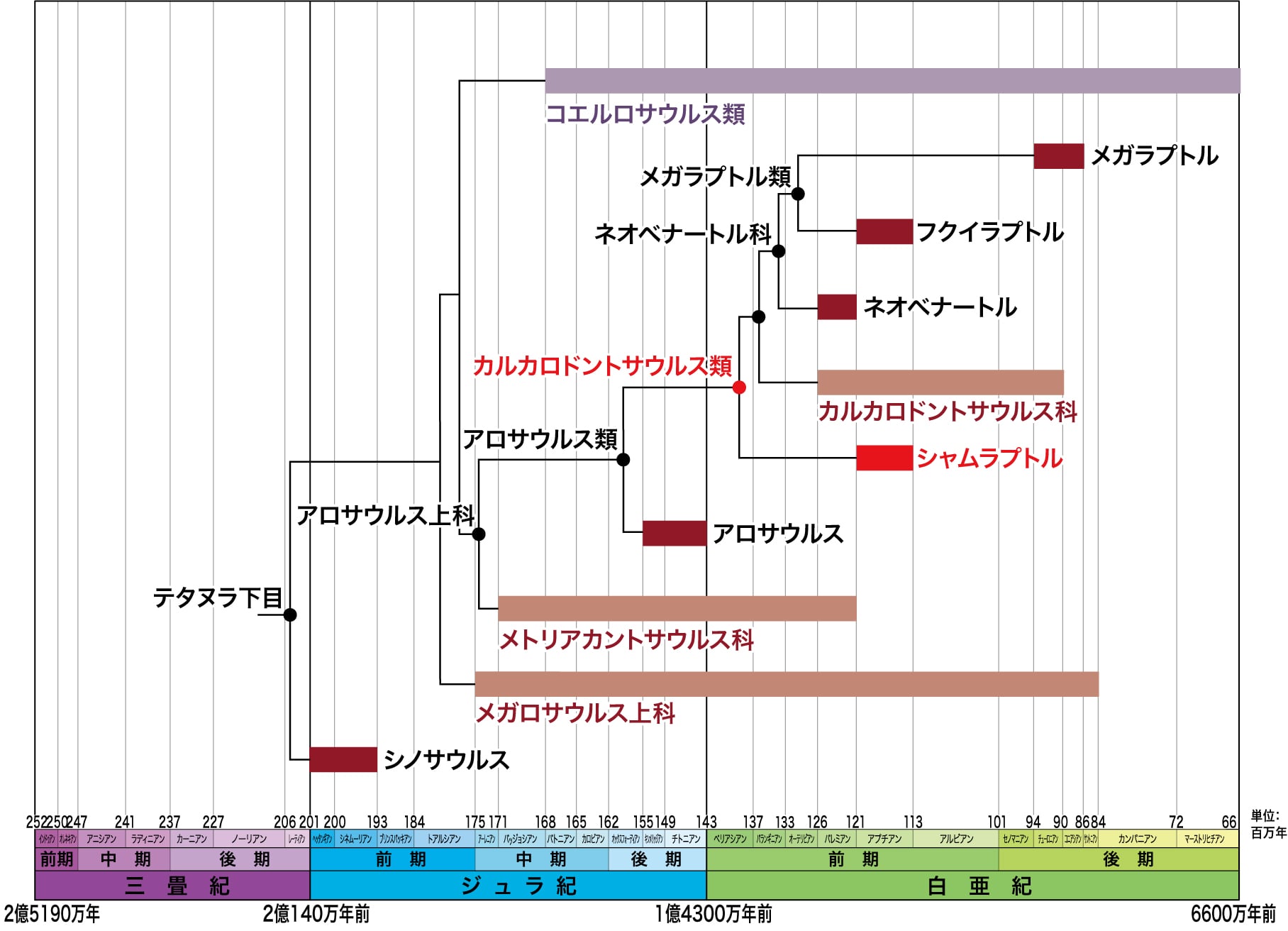 図7. シャムラプトルを含むアロサウルス上科の系統関係
