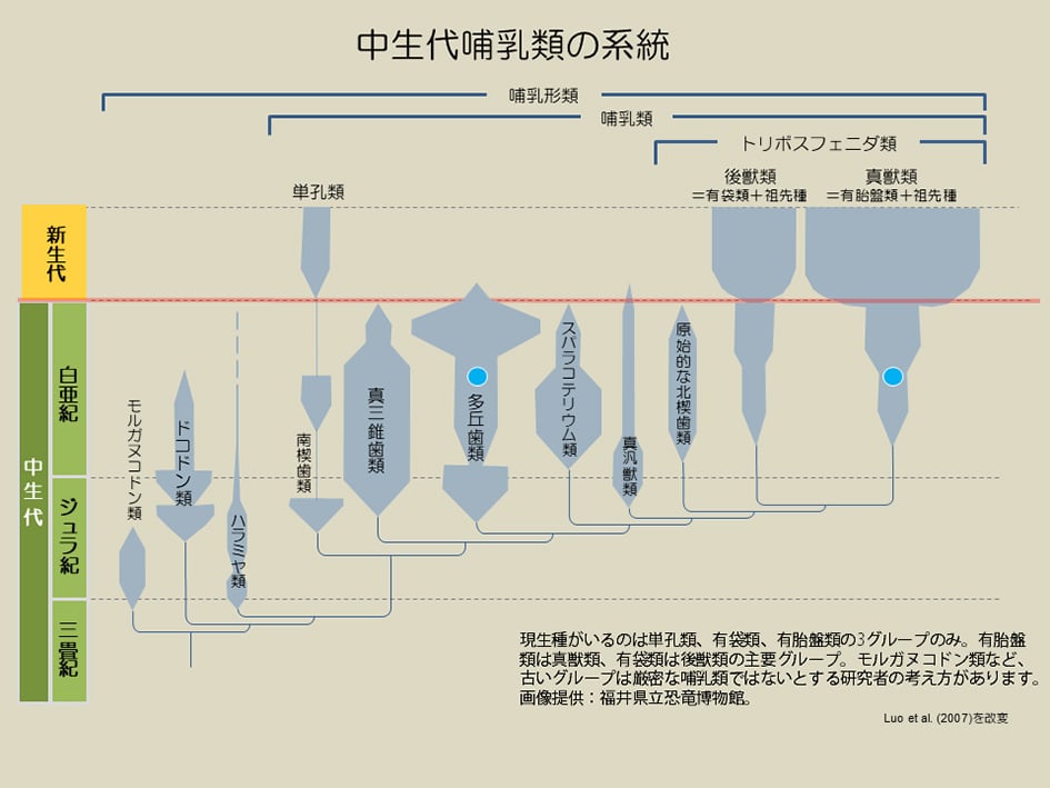 図1発見された哺乳類の化石記録