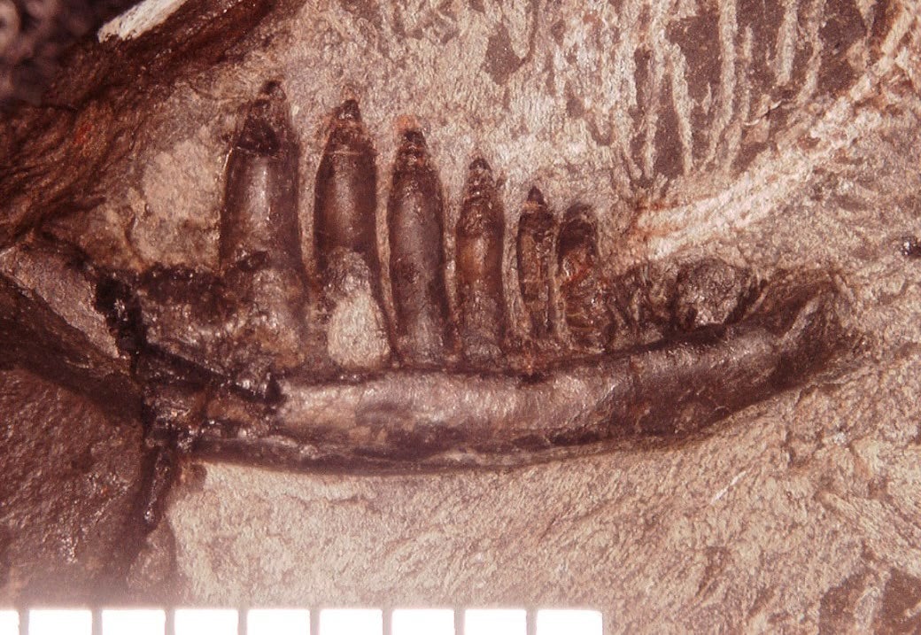 発見されたトカゲ類化石の左の下あご(左歯骨)