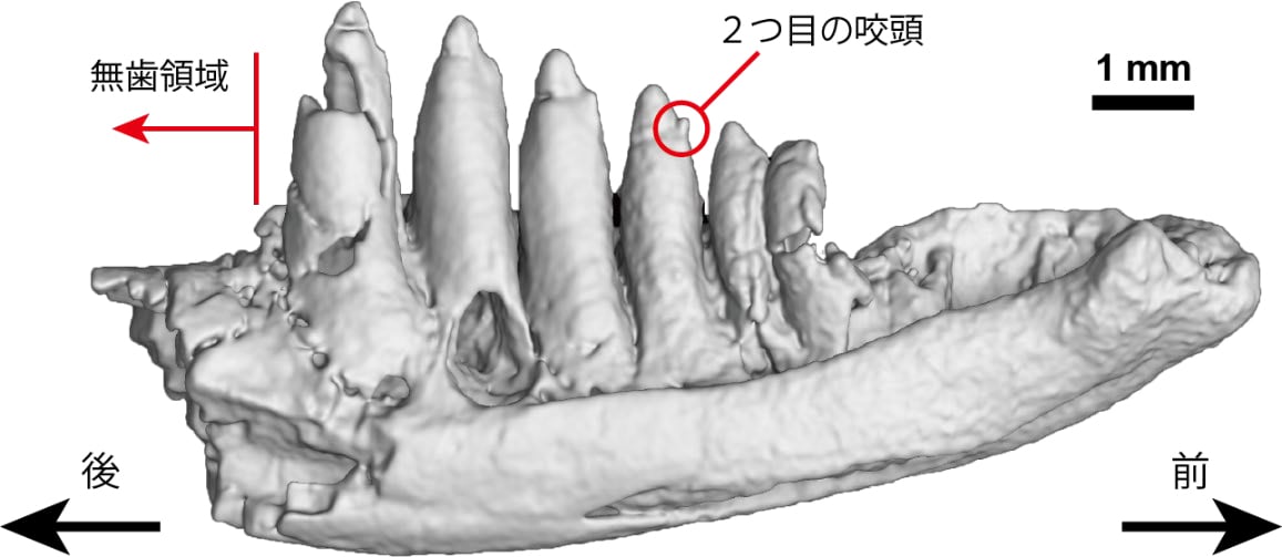 勝浦町のトカゲ類化石の特徴(内側から見た図)