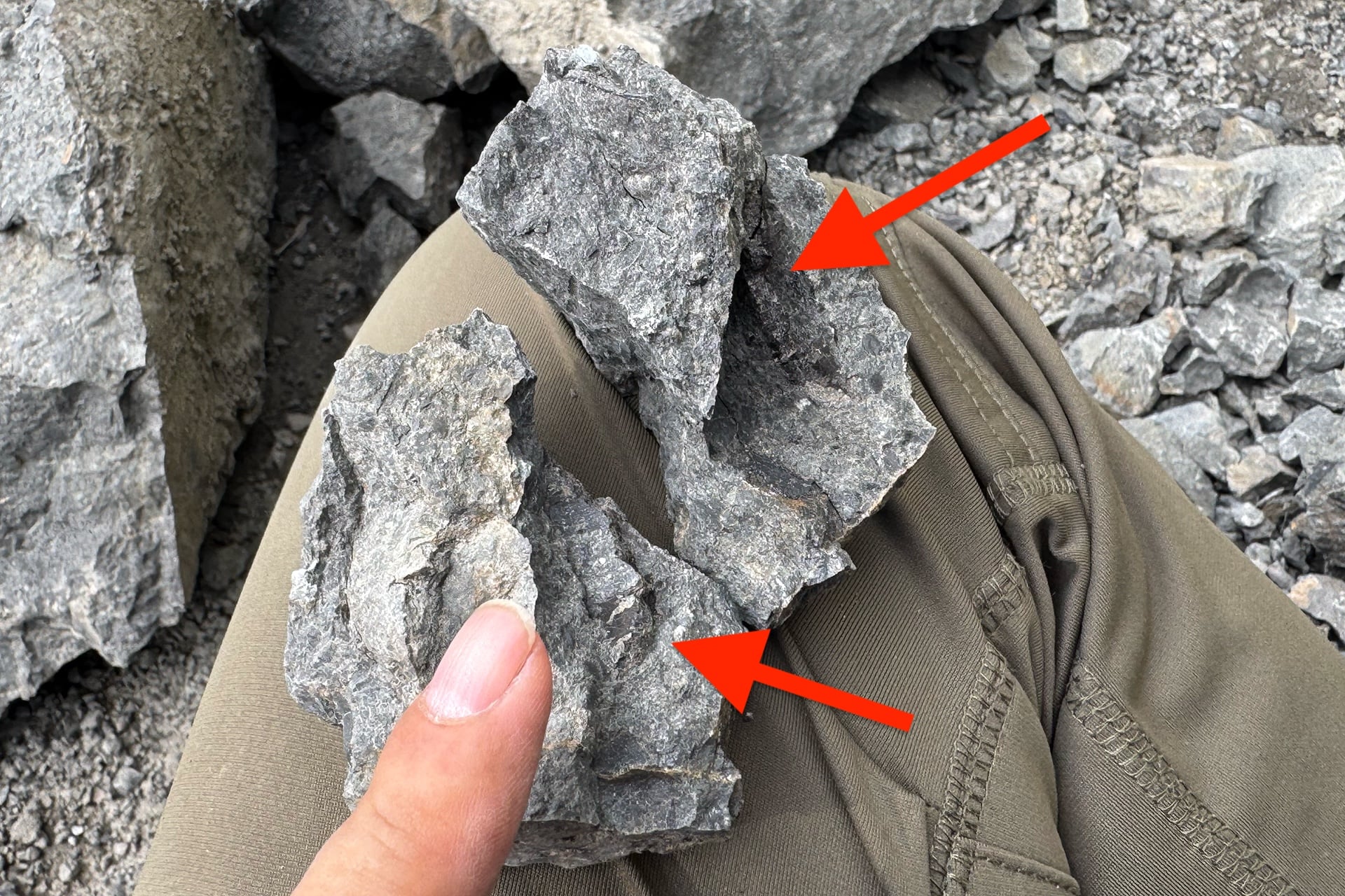 私が発見したカメの化石
