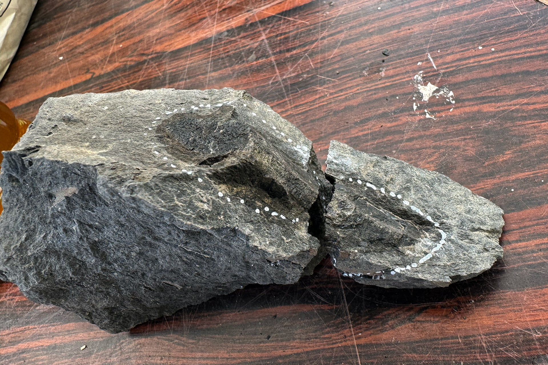 発見した大きめの骨化石