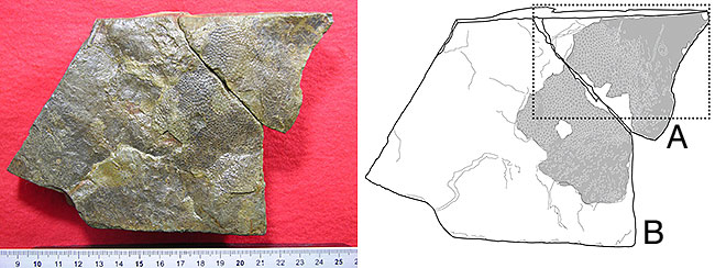 図２．熊本県天草市産出の皮膚痕化石（約9800万年前）の画像（上）と解説図（下）。下図のグレーの部分に皮膚痕が見られる。化石は二分されており、片割れのＡは岡本氏、Ｂは御所浦白亜紀資料館が発見。点線部は接写画像（図3）の箇所。