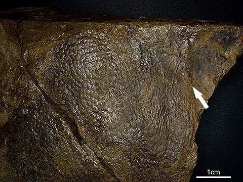 図３．熊本県天草市産出の皮膚痕化石（約9800万年前）の接写画像（図2の点線部）。明瞭な鱗の凸型や楕円形の突起物（矢印）が見られる
