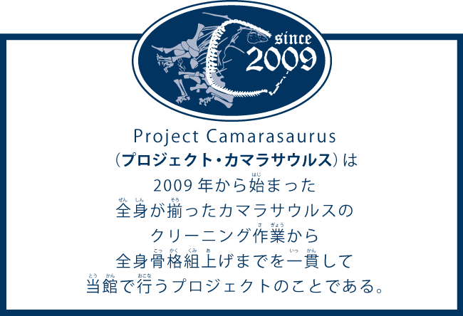 「プロジェクト・カマラサウルス」とは？Project Camarasaurus  （プロジェクト・カマラサウルス）は2009年から始まった全身が揃ったカマラサウルスのクリーニング作業から全身骨格組上げまでを一貫して当館で行うプロジェクトのことである。