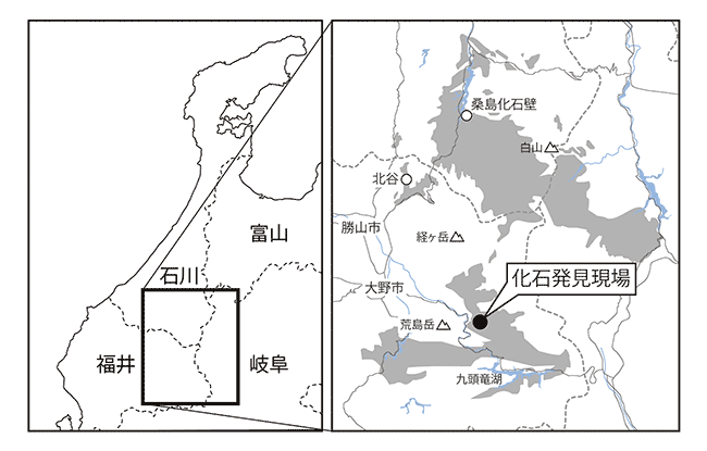 図1. 日本最古級の哺乳類（真三錐歯類）化石と哺乳類型爬虫類（トリティロドン類）の化石の発見現場