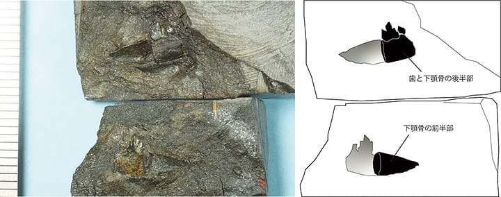 図2. 福井県大野市の日本最古級の哺乳類化石