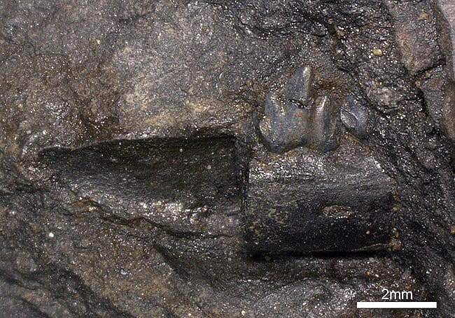 図3. 福井県大野市から発見された真三錐歯類（日本最古級の哺乳類）の化石の一部