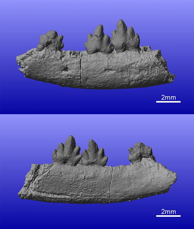 図4. 発見された真三錐歯類の化石の三次元復元画像