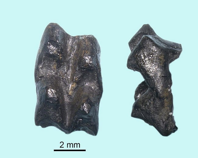 図5. 日本最古級の哺乳類化石と同じ現場から発見された、トリティロドン類の右下顎骨の頬歯（合成）