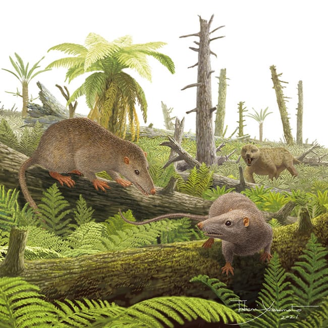 図6. 大野市の伊月層から発見された哺乳類（手前２体：真三錐歯類）とトリティロドン類（右奥：哺乳類型爬虫類）
