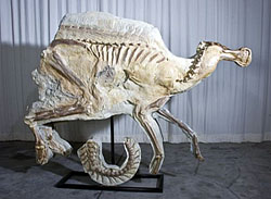 ブラキロフォサウルス骨格