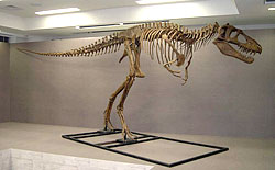 ゴルゴサウルス骨格