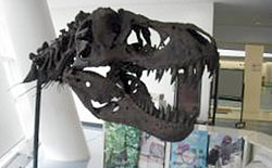 ティラノサウルス頭骨