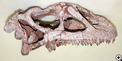 ルーフェンゴサウルスの頭骨（左側）