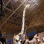 ルーフェンゴサウルス全身骨格