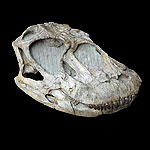 シュノサウルス頭骨