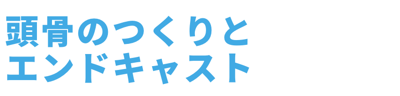 頭骨のつくりとエンドキャストについて