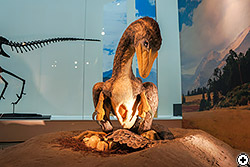 卵を温めていた羽毛恐竜トロオドンの生体復元模型