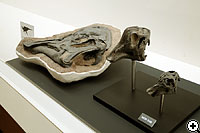 ヒパクロサウルス成体頭骨