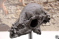 パキケファロサウルス成体頭骨