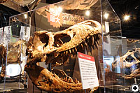世界最大のティラノサウルスの頭骨（実物）