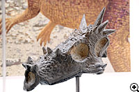 パキケファロサウルス幼体頭骨