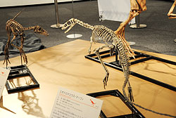 エオドロマエオサウルス骨格