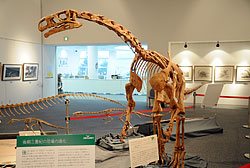 プラテオサウルス骨格
