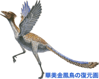 華美金鳳鳥 ジンフェンゴプテリクスの標本