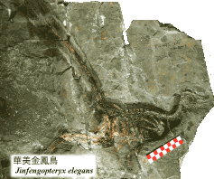 中国の始祖鳥類「華美金鳳鳥 (Jinfengopteryx elegans)」