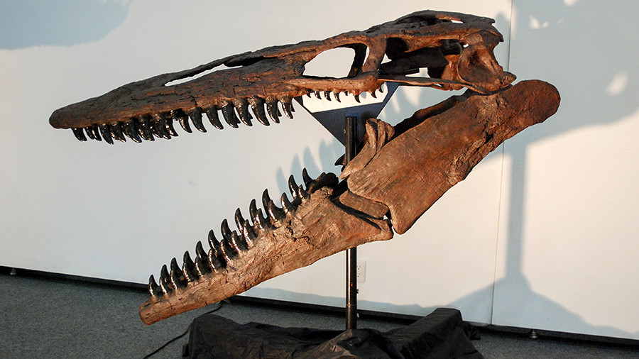 ティロサウルスの頭骨