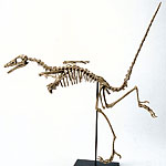 ゾルンホーフェン産の有名な化石　始祖鳥