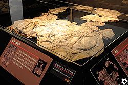 “奇跡”の恐竜コンカベナトールの産状骨格